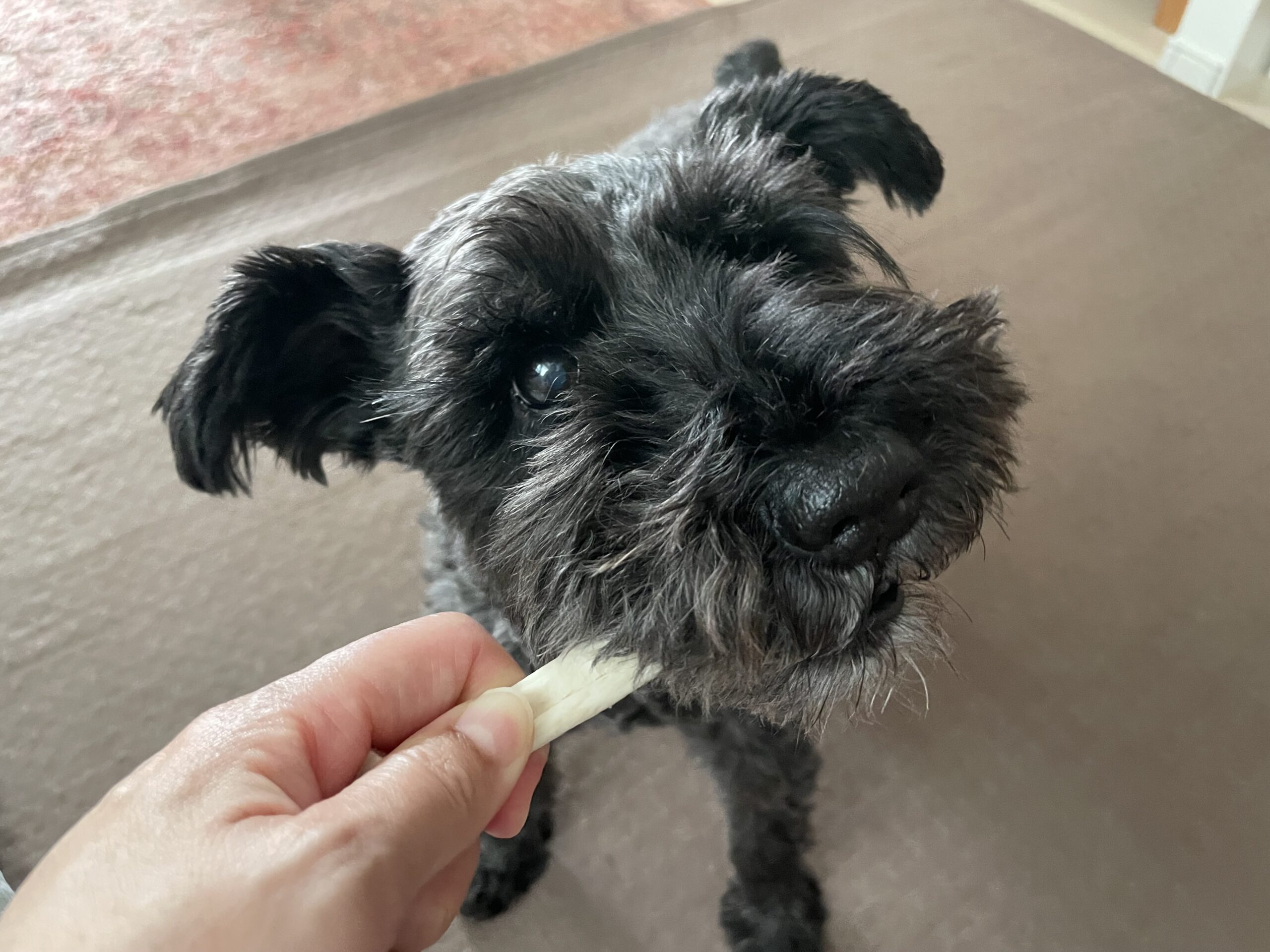 黒いシュナウザーがおやつを食べている様子