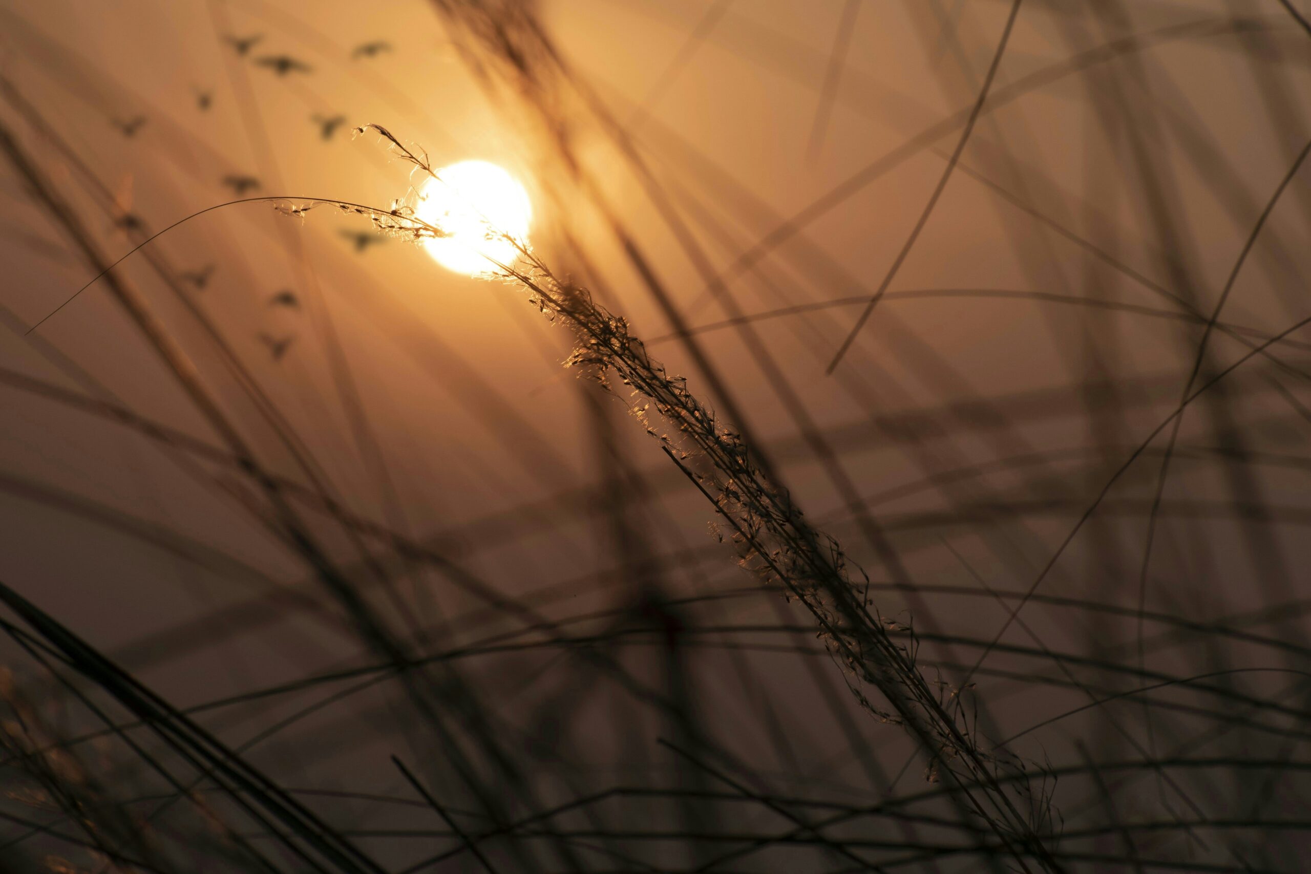稲の向こうに沈んでいく太陽が見えるイメージ画像