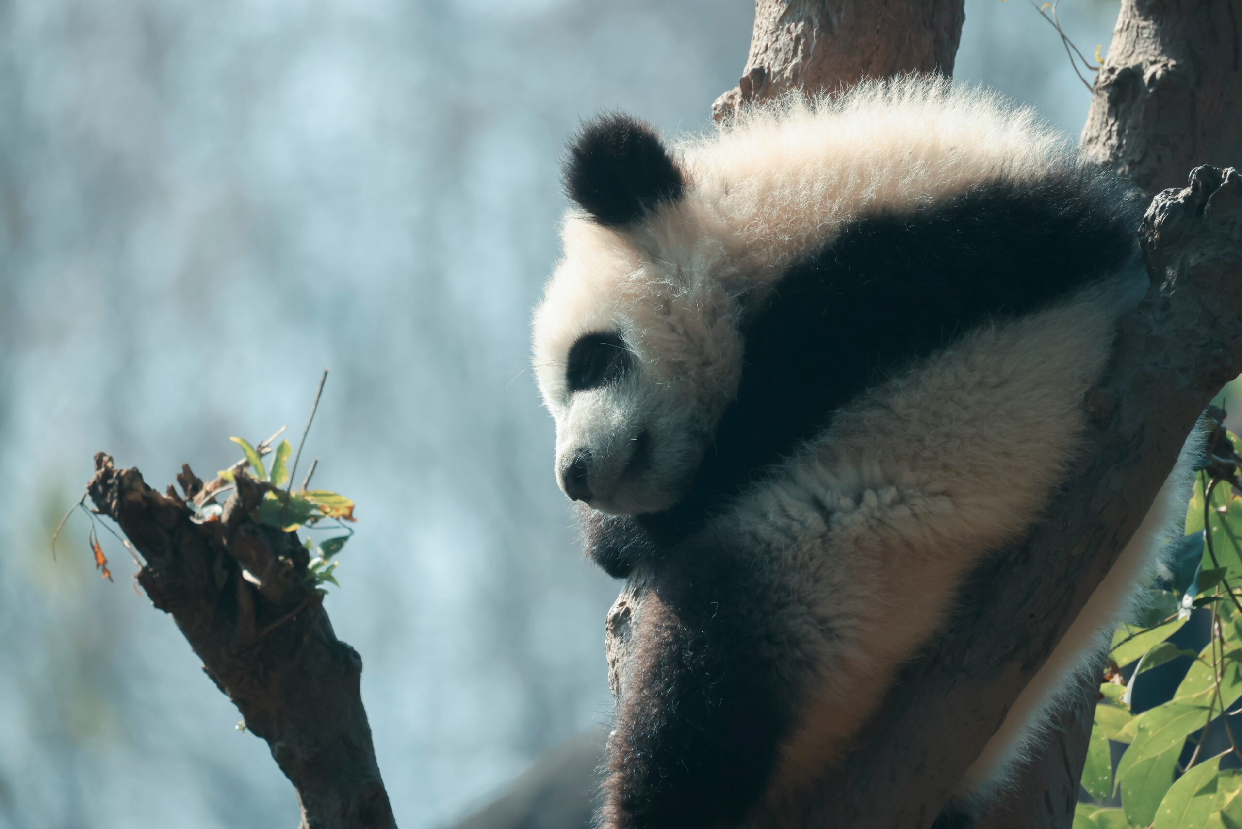 木登りをしているパンダのイメージ画像